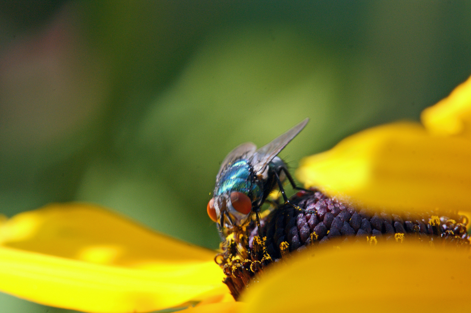 Schmeißfliege