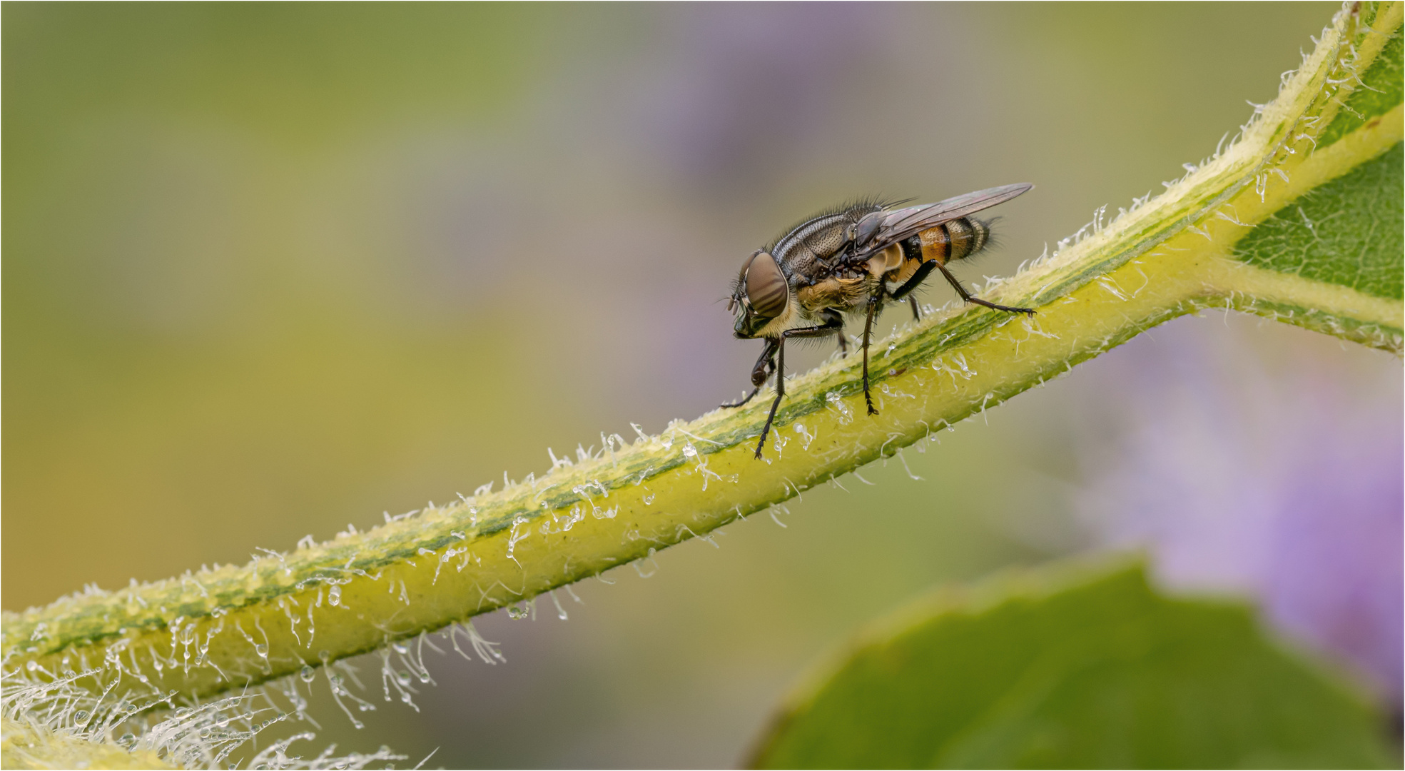 schmeissfliege