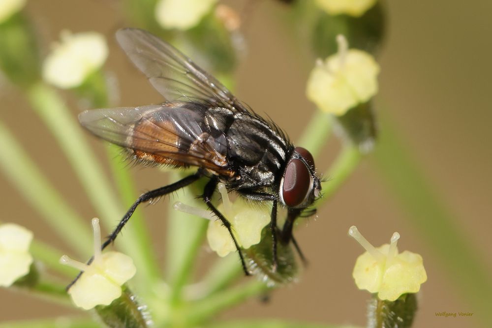 Schmeissfliege 