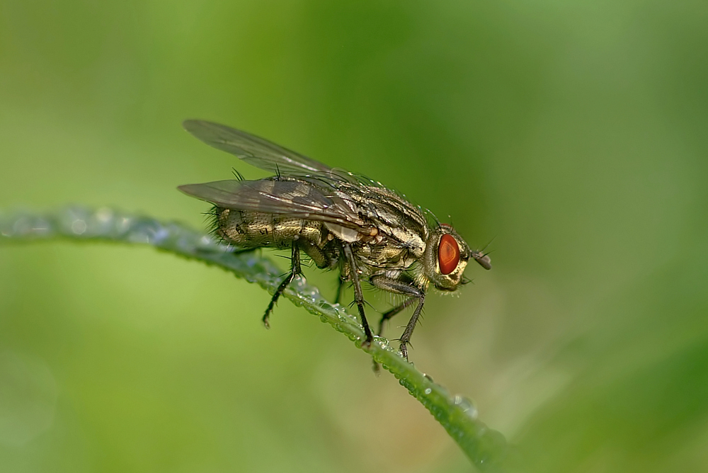 Schmeißfliege