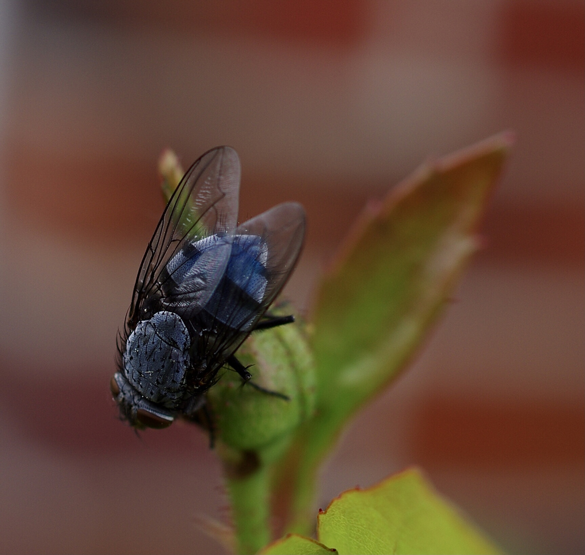  Schmeißfliege