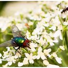 Schmeißfliege