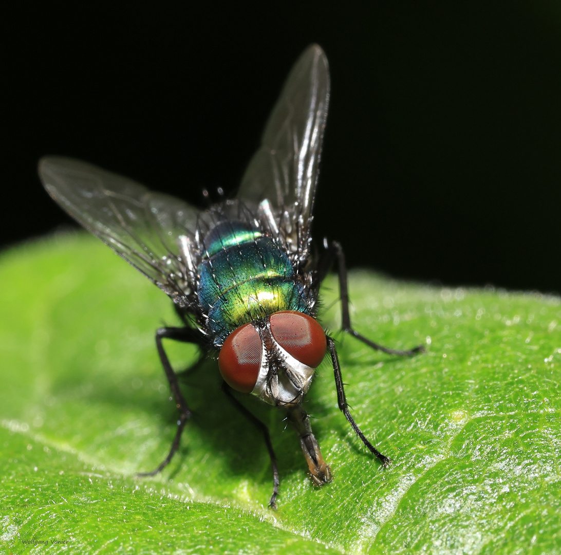  Schmeißfliege