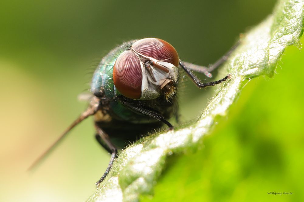 Schmeißfliege