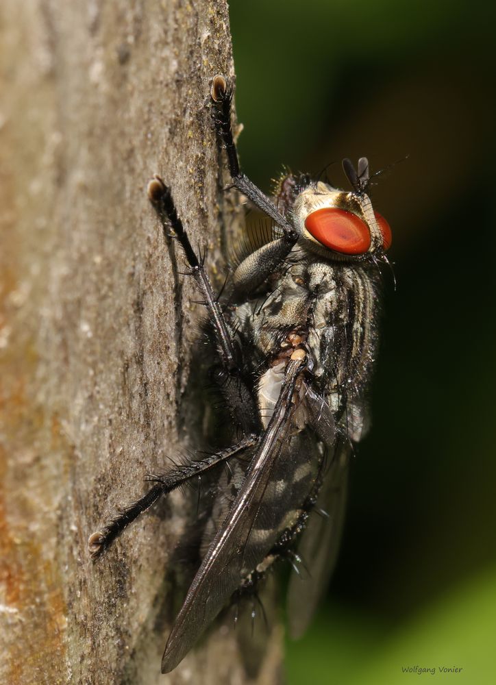 Schmeißfliege