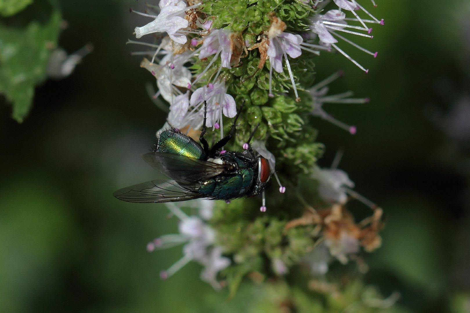 Schmeissfliege