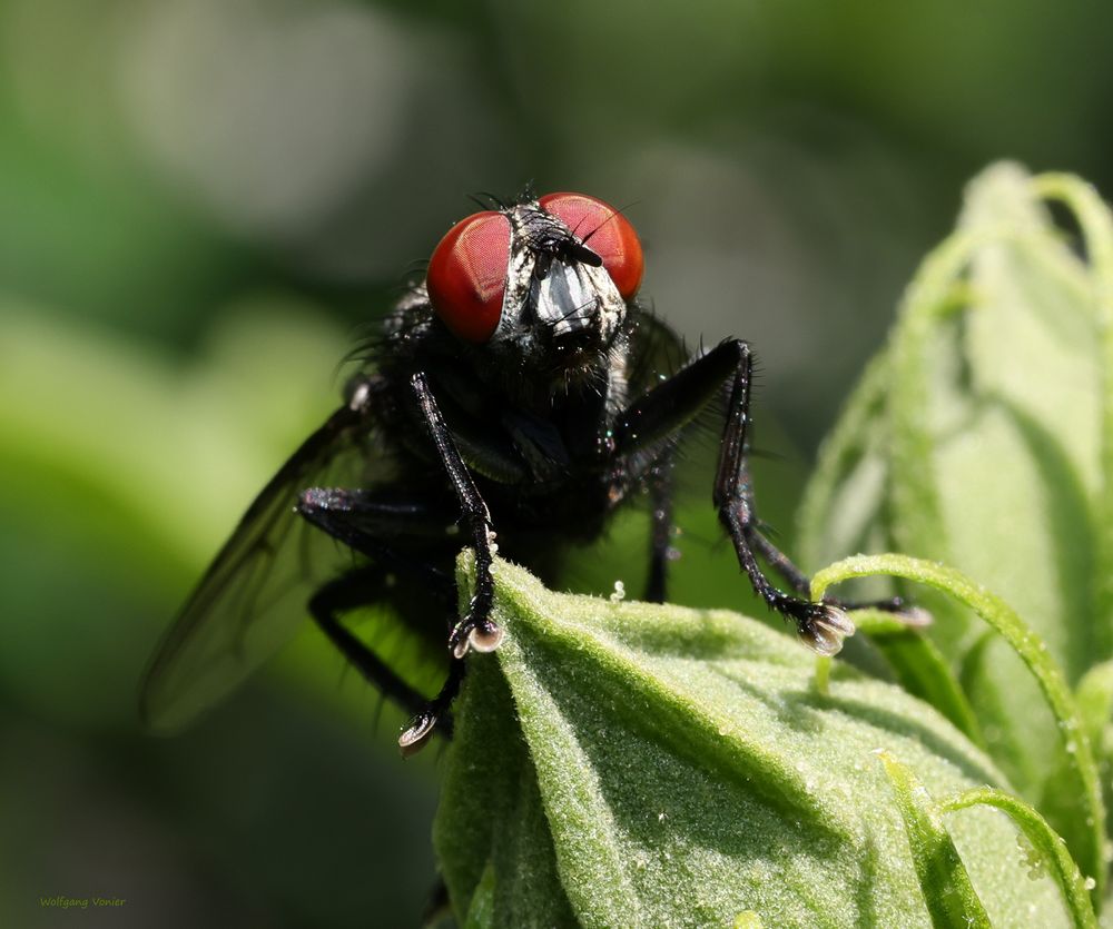 Schmeißfliege