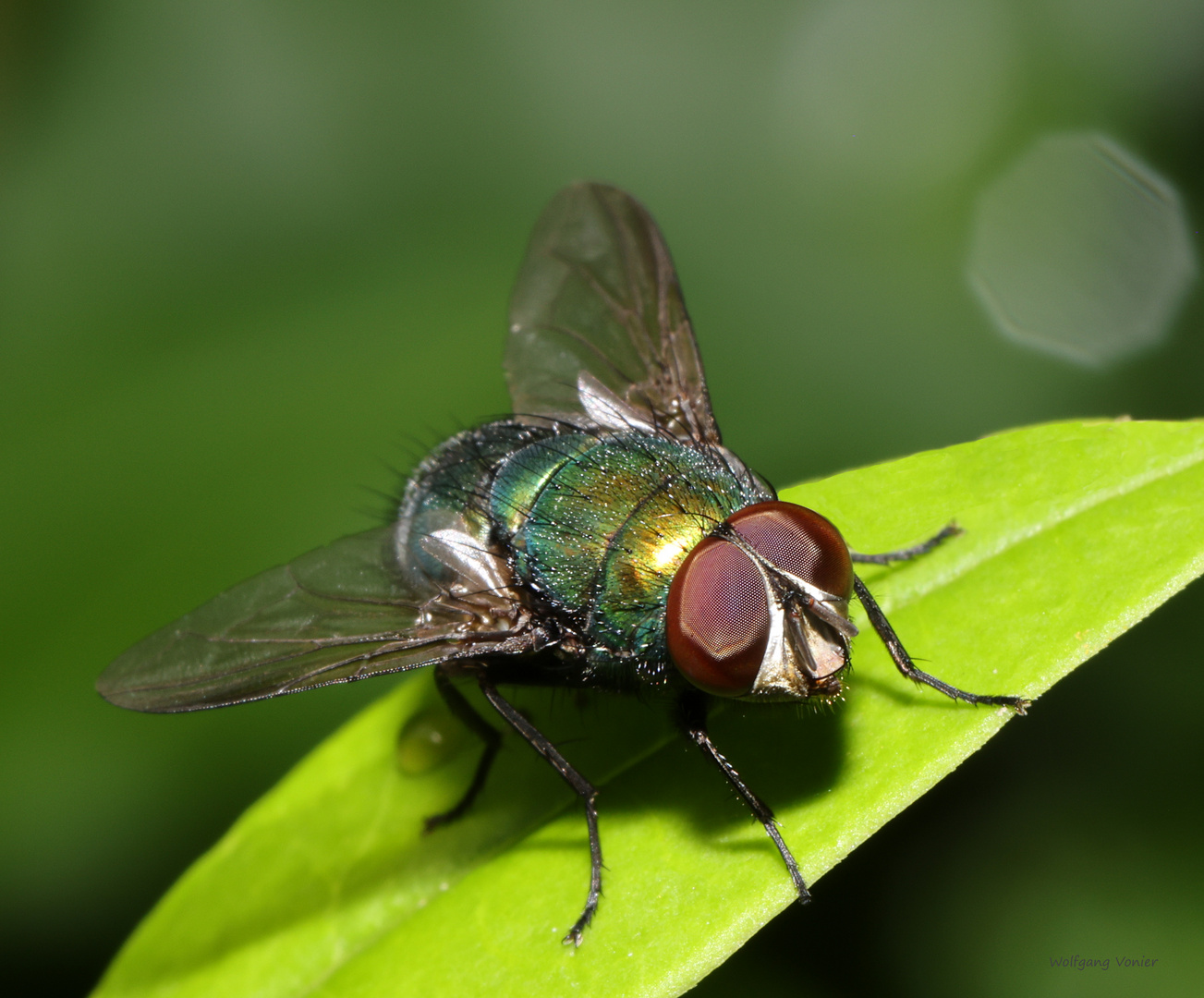 Schmeißfliege