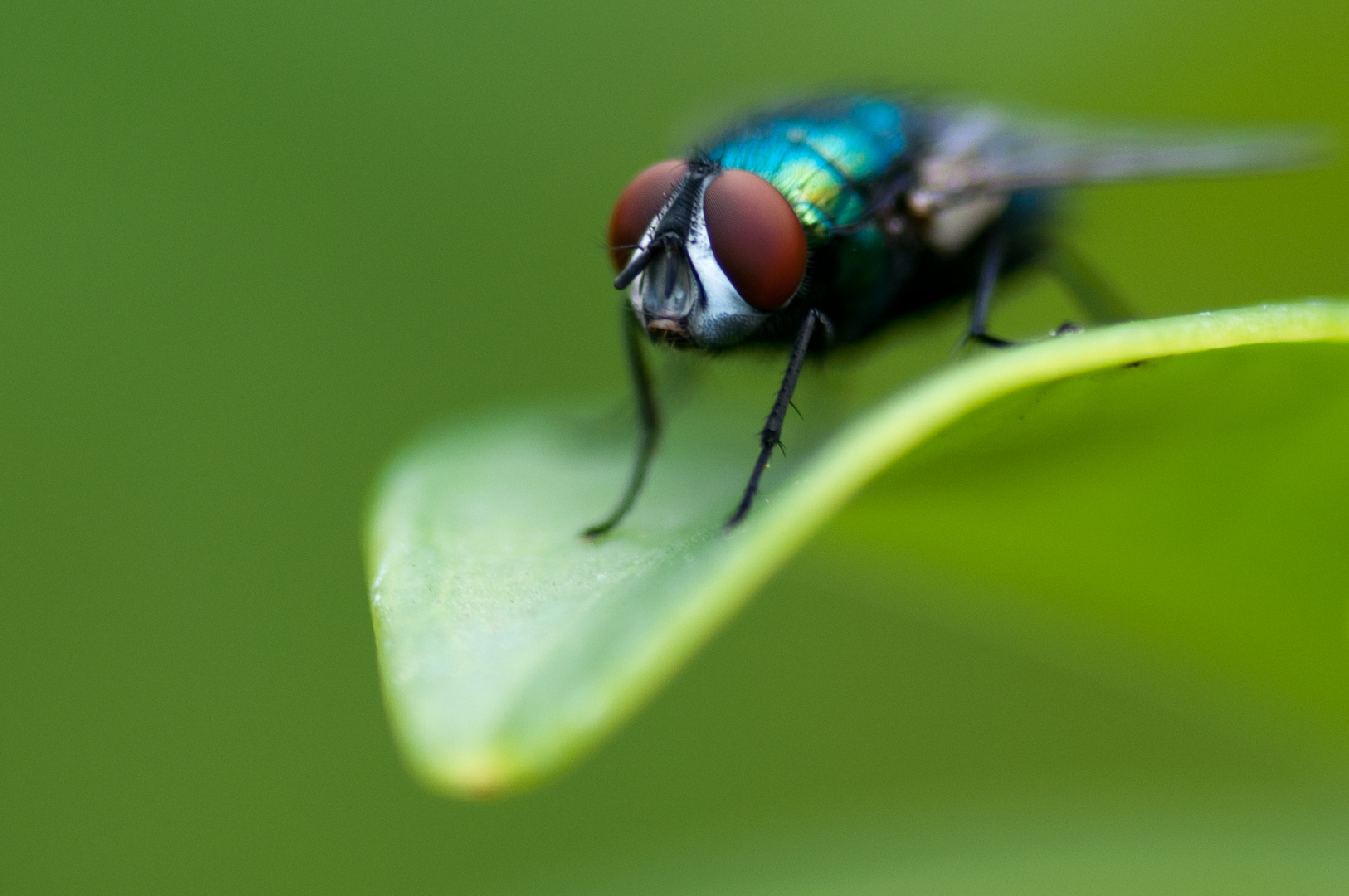 Schmeißfliege