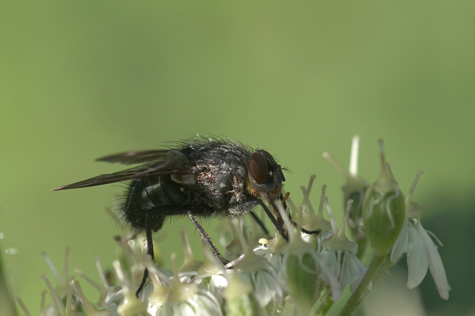 Schmeißfliege