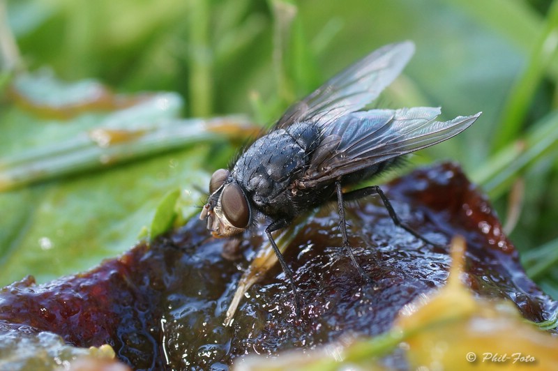 Schmeißfliege am Abendmahl