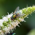 Schmeißfliege an Minze