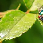 Schmeissfliege, auch Goldfliege (Gattung Lucilia)