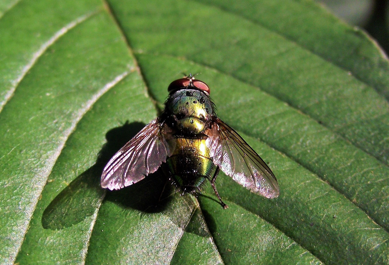 Schmeißfliege auf Blatt