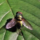 Schmeißfliege auf Blatt