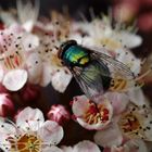 Schmeißfliege auf Blüten einer Roten Blasenspiere Physocarpus opulifolius ‘Diabolo’ 