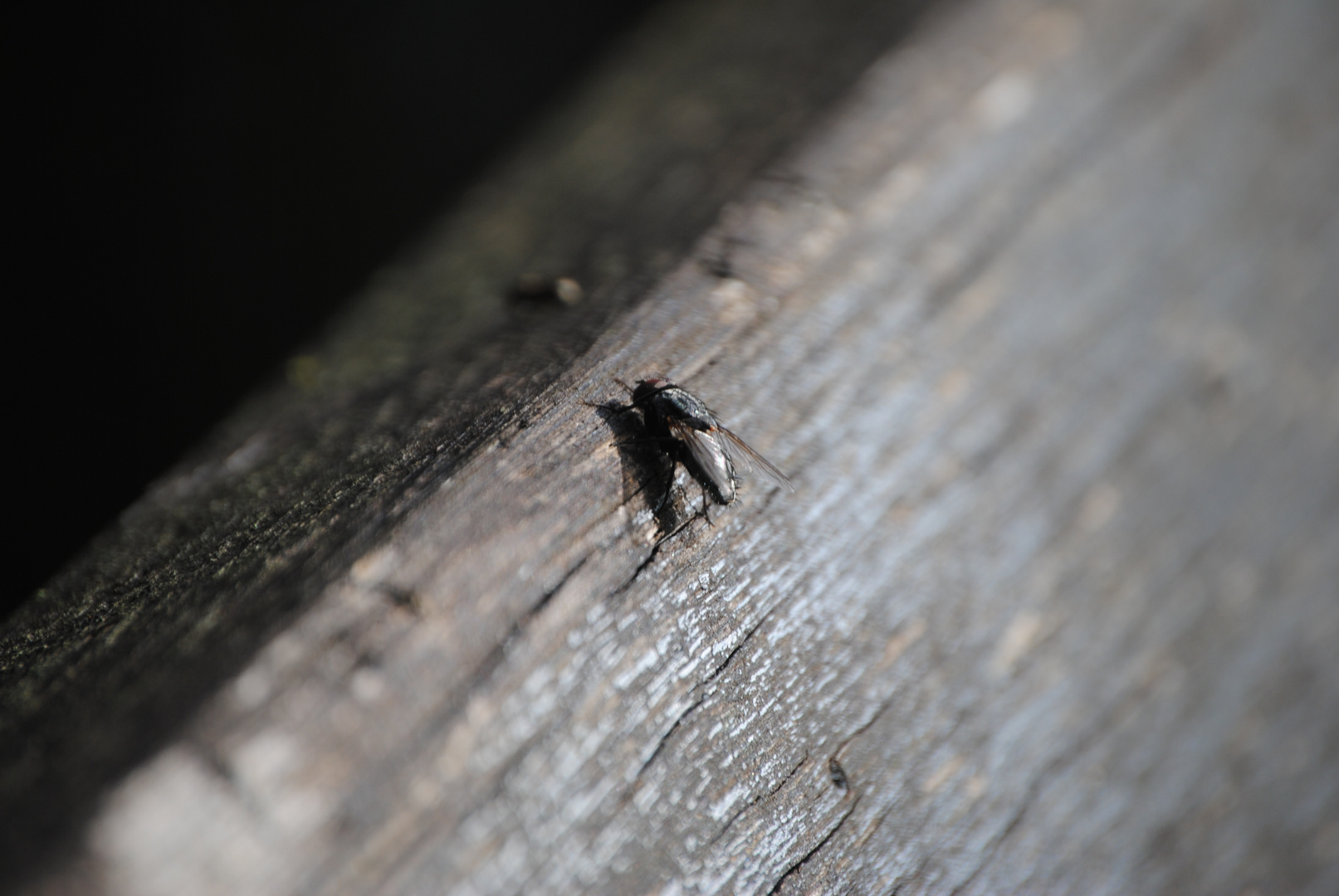 Schmeißfliege auf der Bank