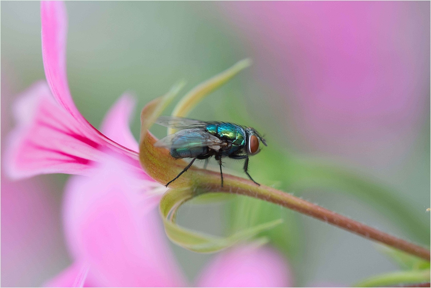 Schmeißfliege auf der Geranie