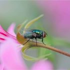 Schmeißfliege auf der Geranie