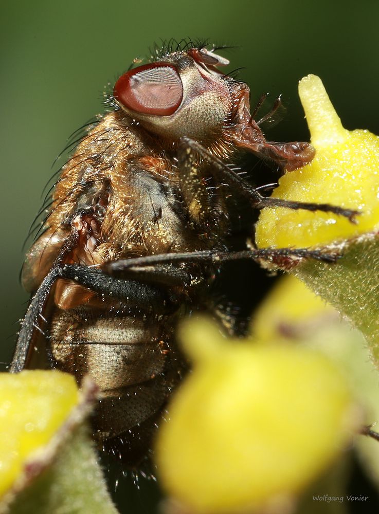 Schmeissfliege auf Efeublüten