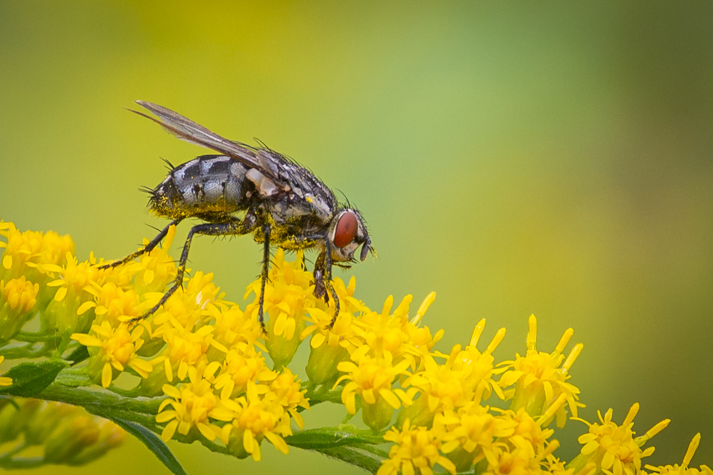 Schmeißfliege