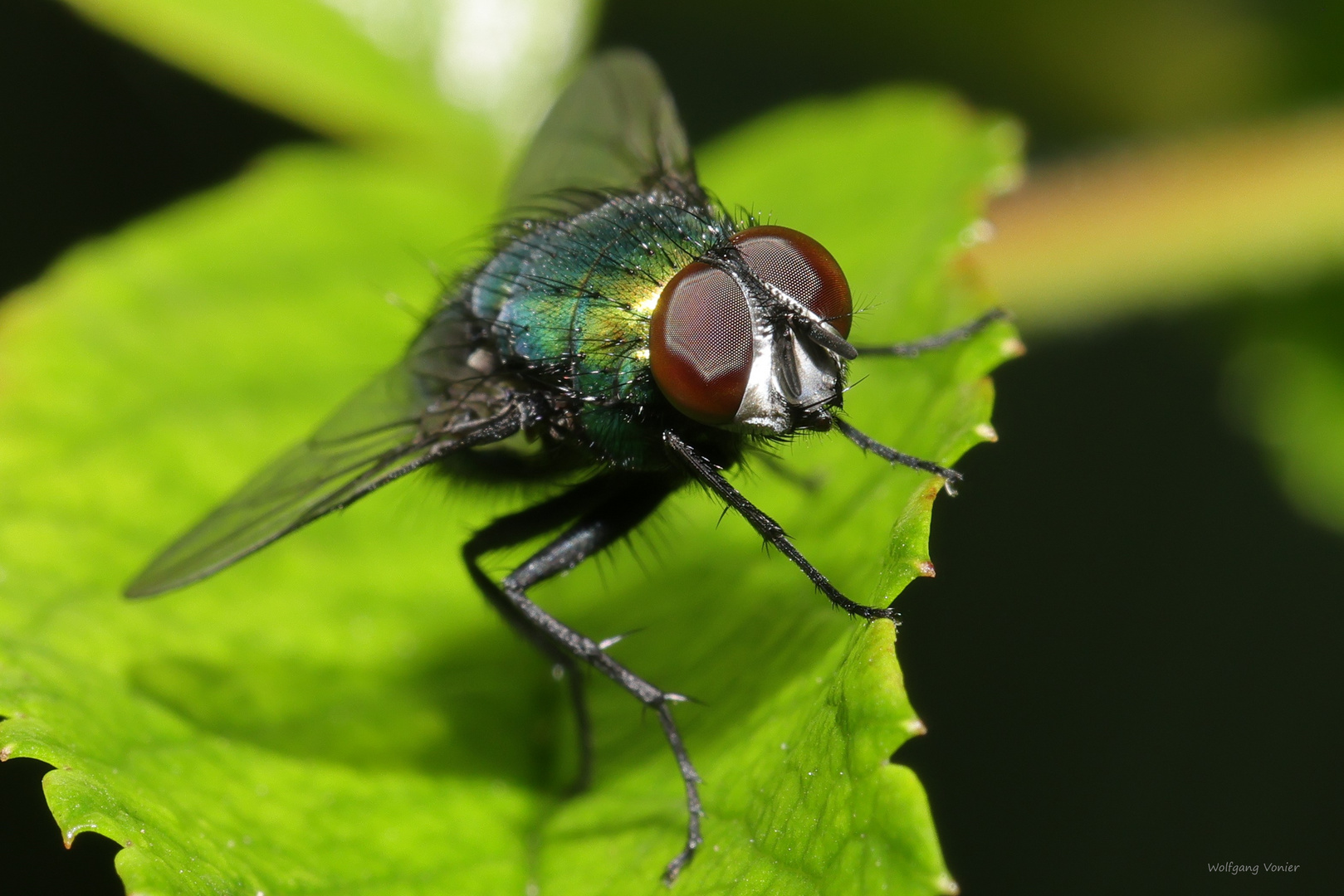 Schmeißfliege