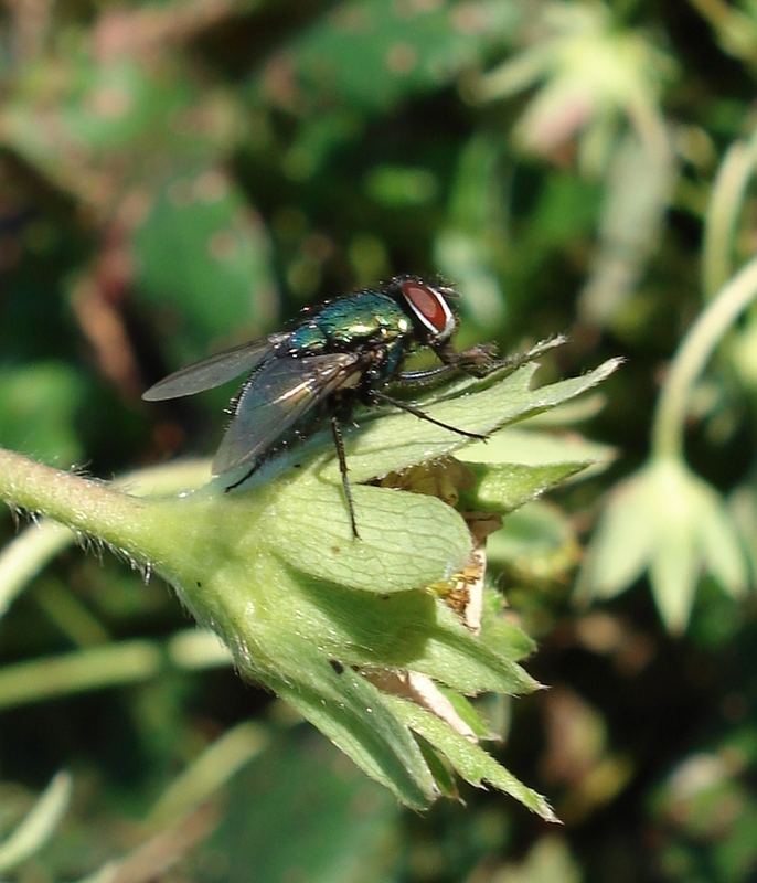 Schmeißfliege