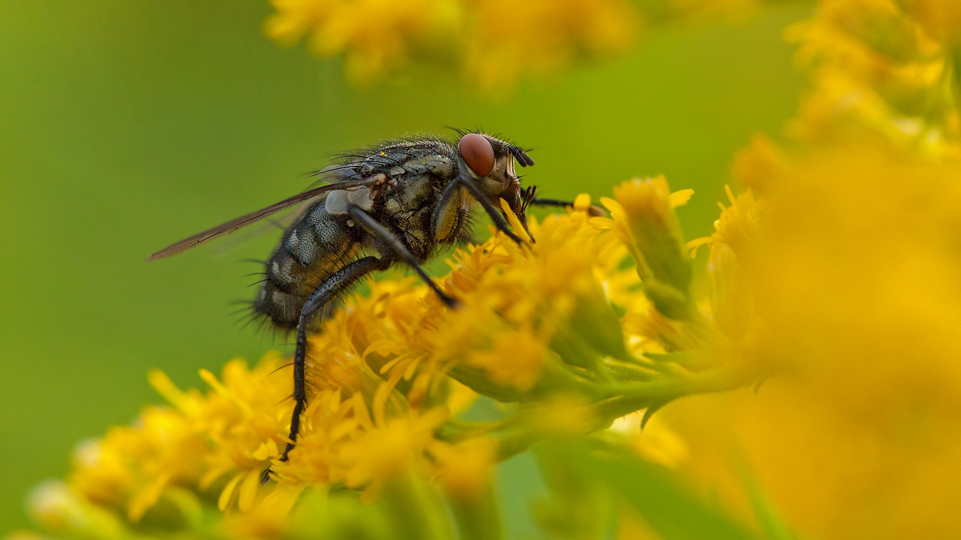 Schmeißfliege 