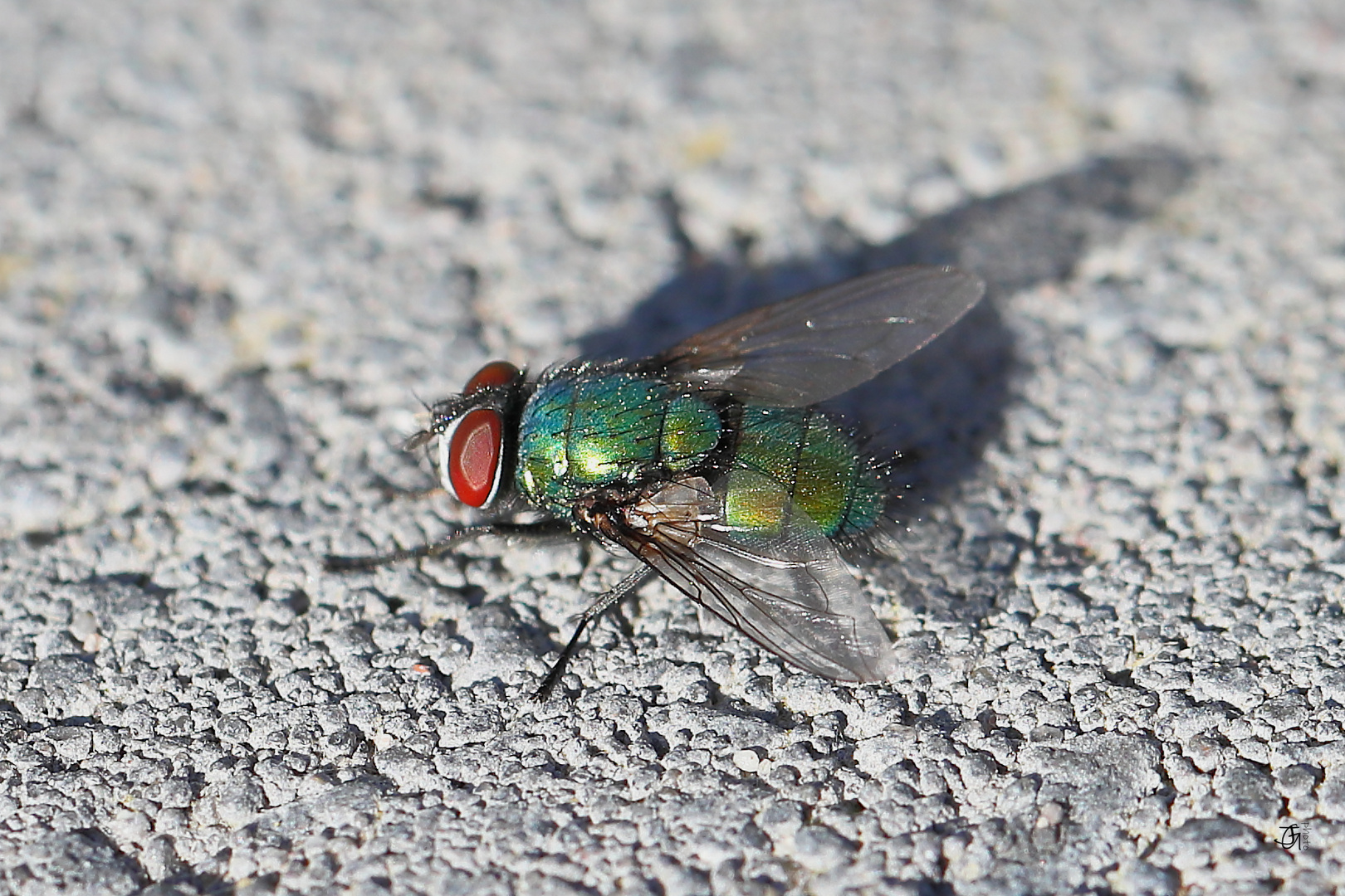 Schmeißfliege beim Sonnenbad