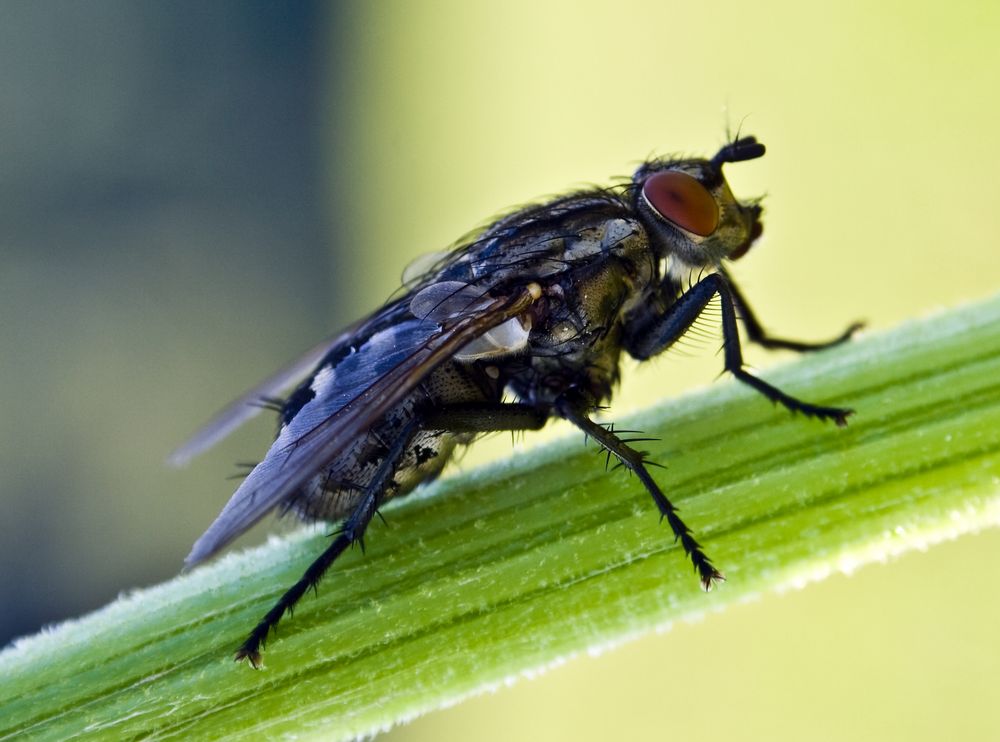 Schmeißfliege von Spinnentier 