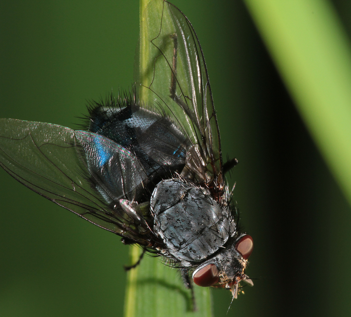 Schmeißfliege