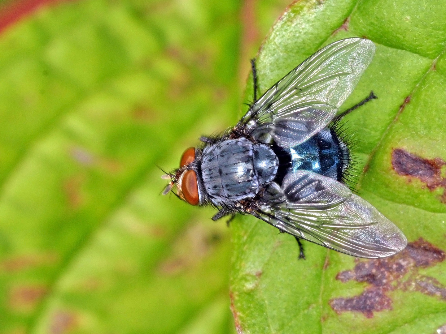 Schmeißfliege (Calliphora vicina) .....