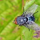 Schmeißfliege (Calliphora vicina) .....