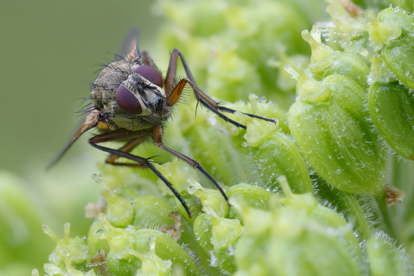  Schmeißfliege (Calliphoridae)