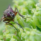  Schmeißfliege (Calliphoridae)