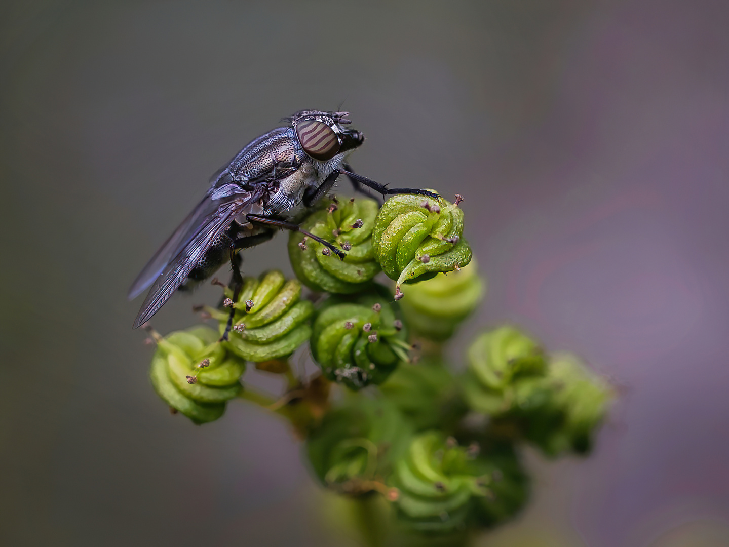 Schmeißfliege (Calliphoridae)