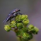 Schmeißfliege (Calliphoridae)