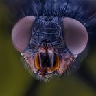 Schmeissfliege (Calliphoridae)