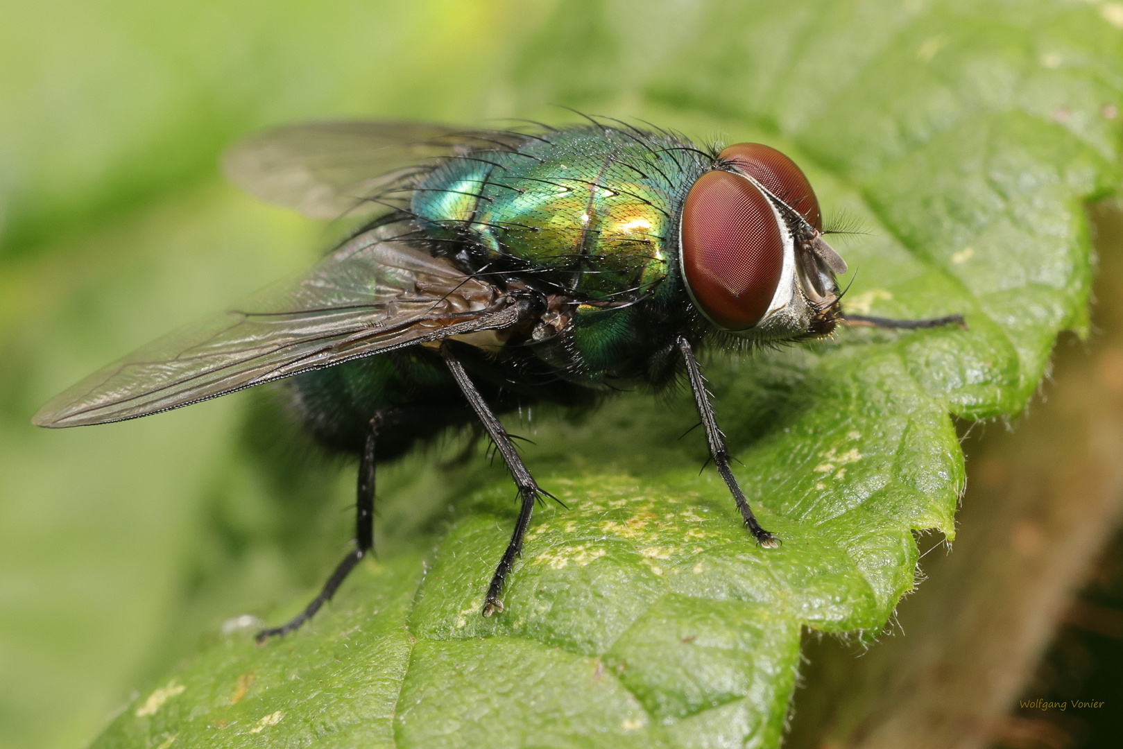 Schmeißfliege