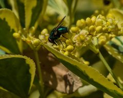 Schmeißfliege      DSC_0040