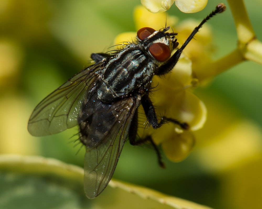 Schmeißfliege        DSC_0045