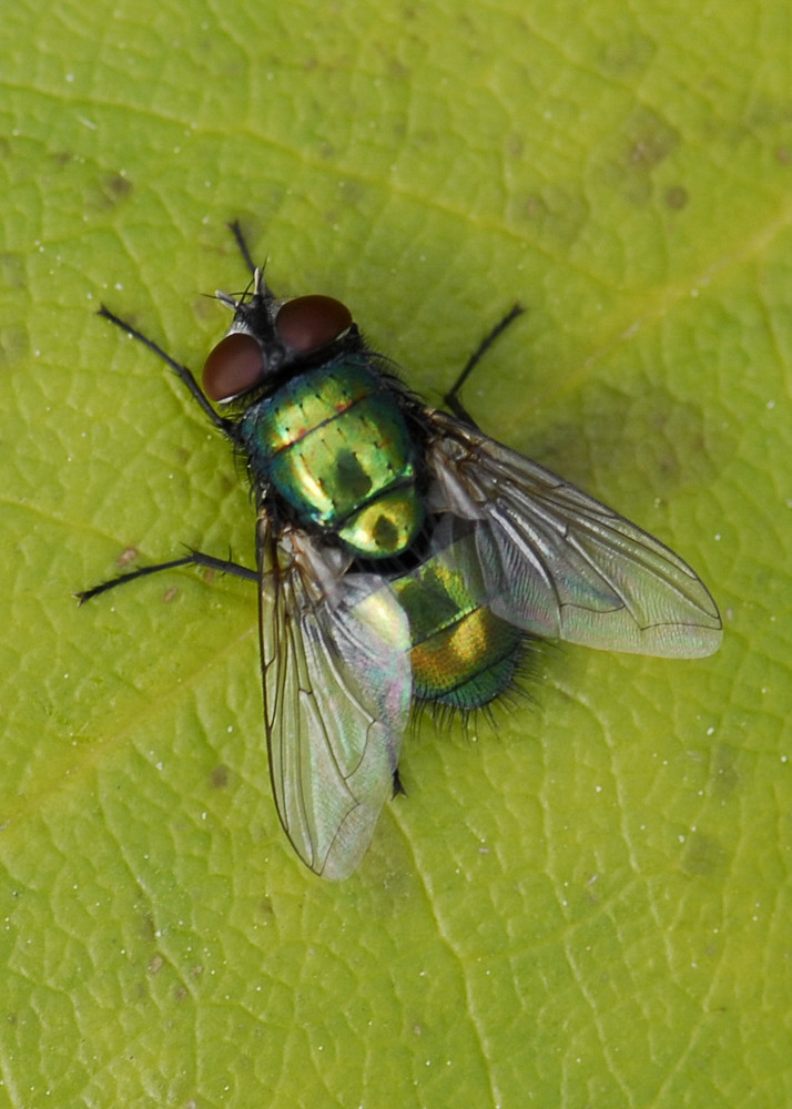 Schmeißfliege