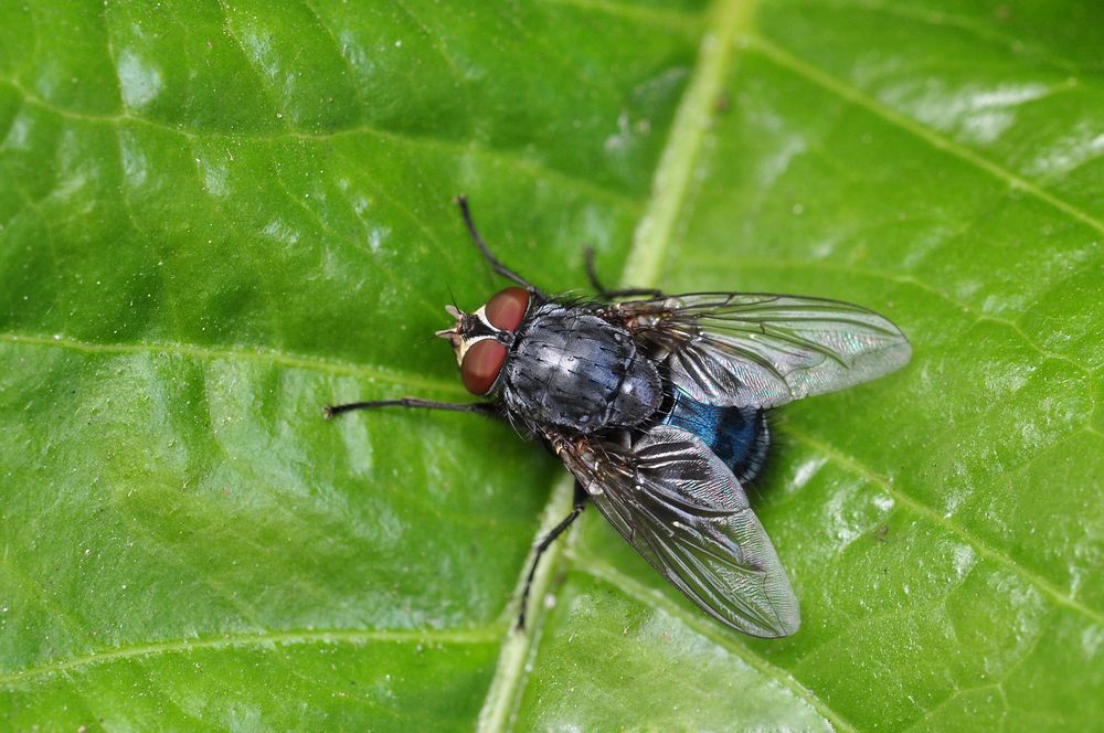 Schmeißfliege