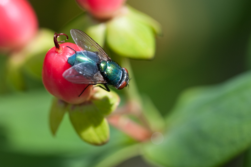 Schmeißfliege