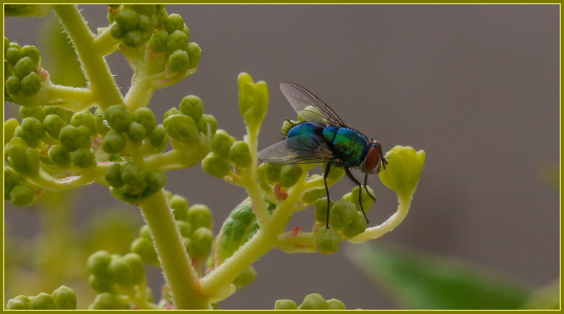 Schmeißfliege II