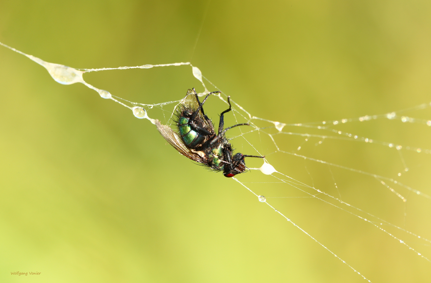 Schmeissfliege im Netz der Wespenspinne 