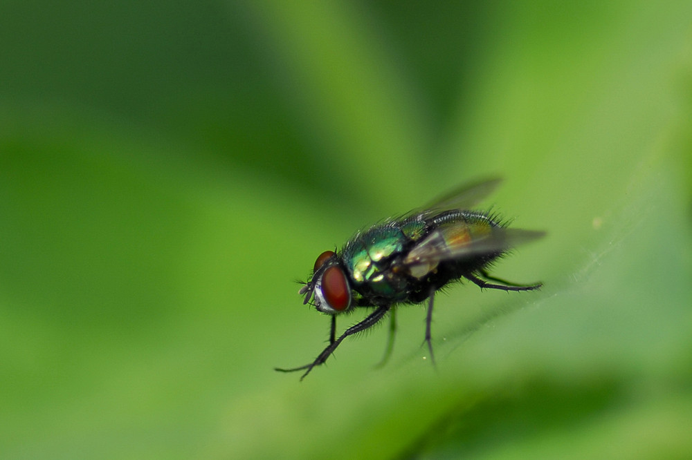 Schmeißfliege im Profil