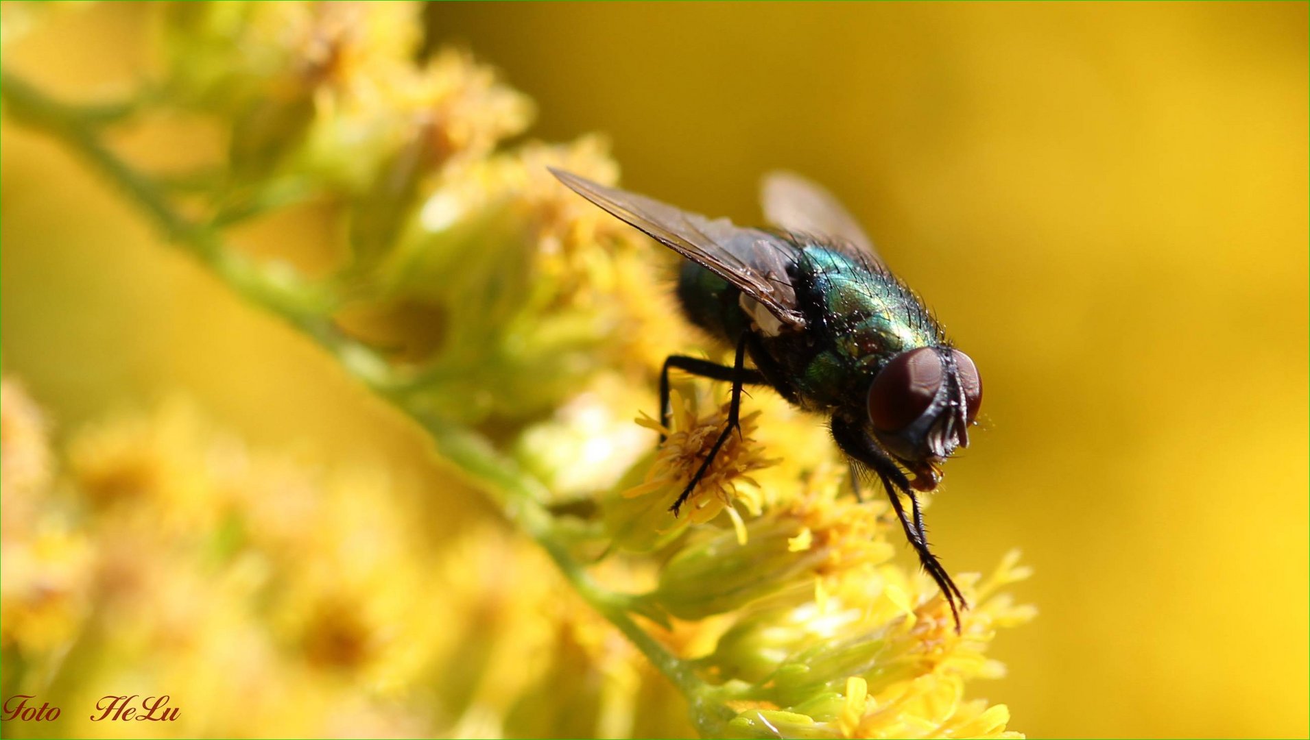 Schmeißfliege Lucilia