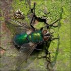 Schmeissfliege (Lucilia ampullacea)