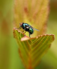 Schmeißfliege (Lucilia cuprina)